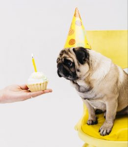 Disfraz de cumpleaños para perro
