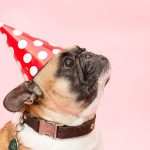 Celebrar fiesta de cumpleaños perro
