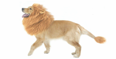 disfraz perro leon